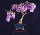 Wisteria Sinensis Bonsai